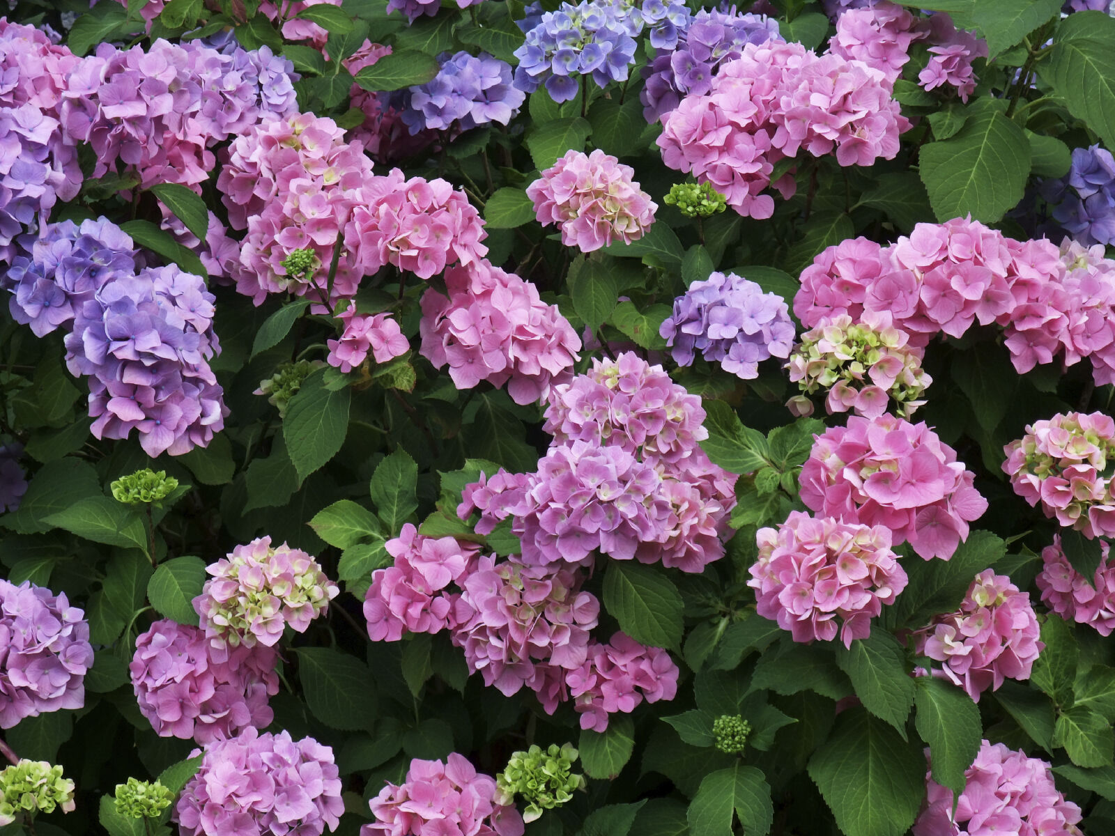 Hydrangea macrophylla 'Bouquet Rose'